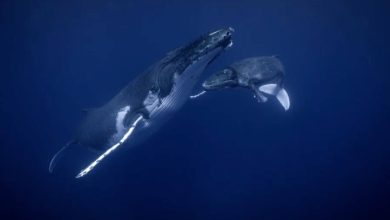 Whale underwater in the ocean.