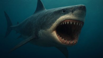 Megalodon underwater with jaws opened wide.