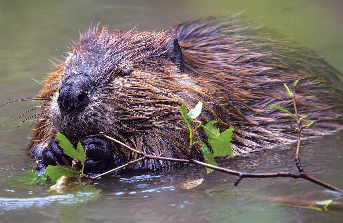 Beaver swimming in calm water near a riverbank with partially submerged logs.