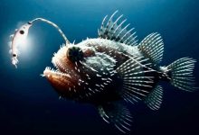 Alien-like fish hunting in the deep sea.