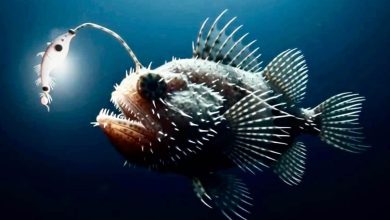 Alien-like fish hunting in the deep sea.
