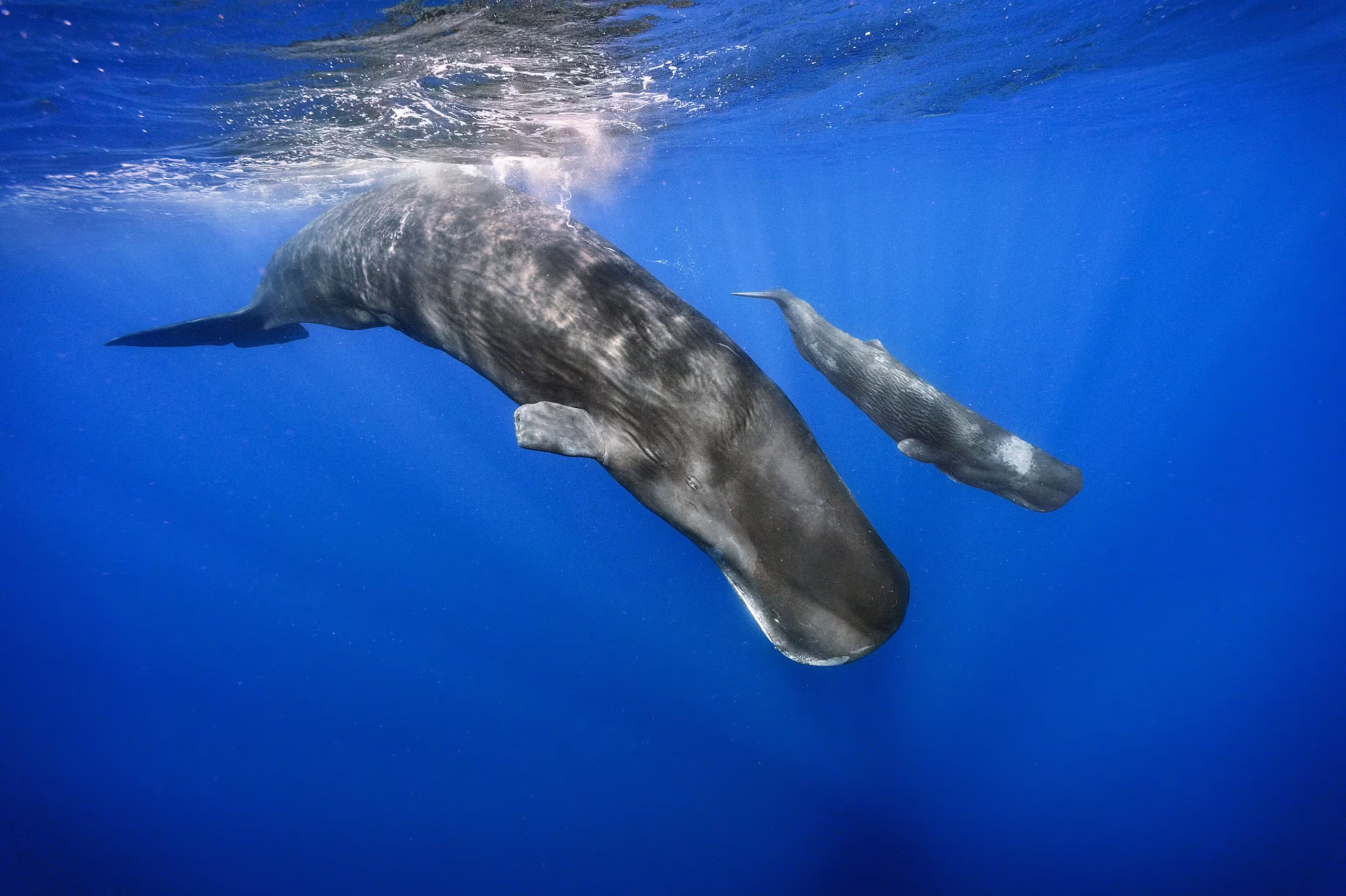 Sperm whales swimming near Dominica, including an adult and calf.
