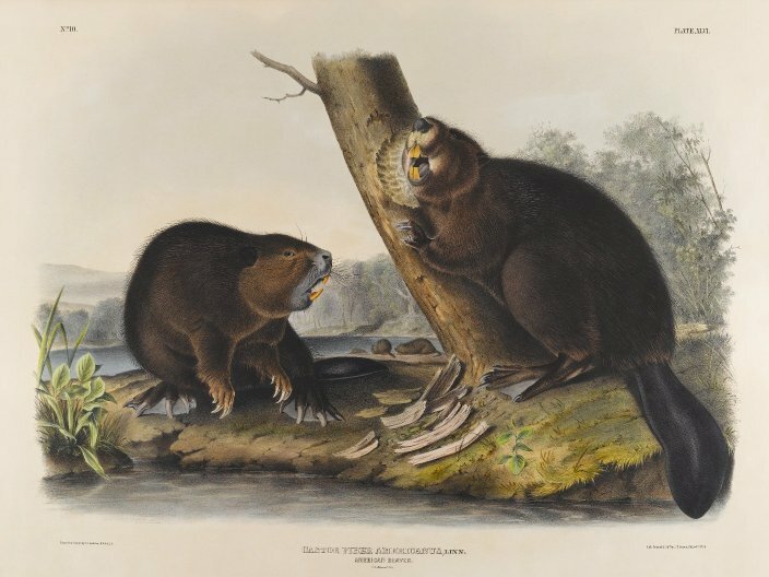 American beaver illustration by John J. Audubon at the Brooklyn Museum