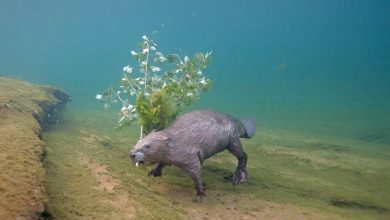 A beaver swimming underwater photographed by wildlife photographer Louis-Marie Préau.