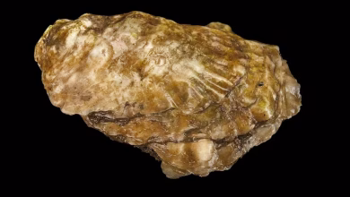 Oyster restoration in Chesapeake Bay helping revive the marine ecosystem.