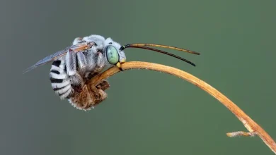 Various bee species living in a desert environment