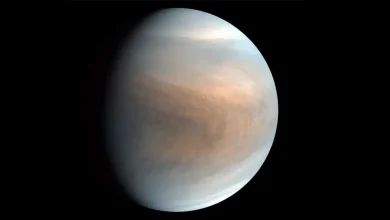Venus showing detected phosphine in its mid-latitude atmosphere.