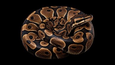 Coiled ball python against a black background