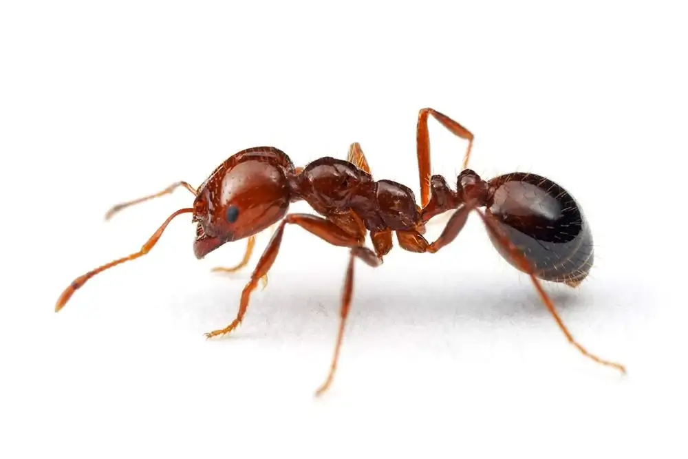 Australian fire ant on white background