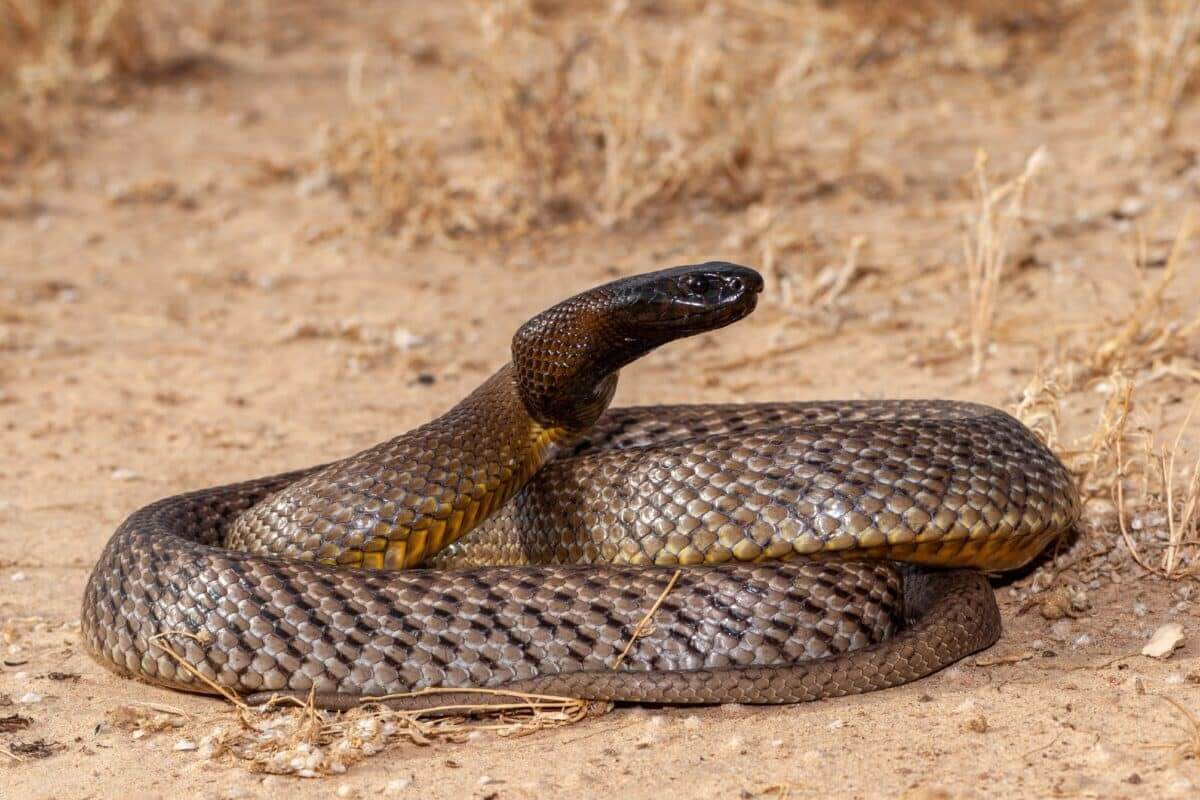 Australian Inland Taipan in its natural habitat