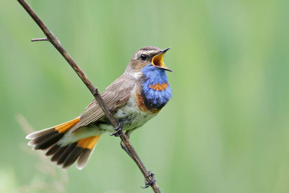 Bird communicating through vocal signals