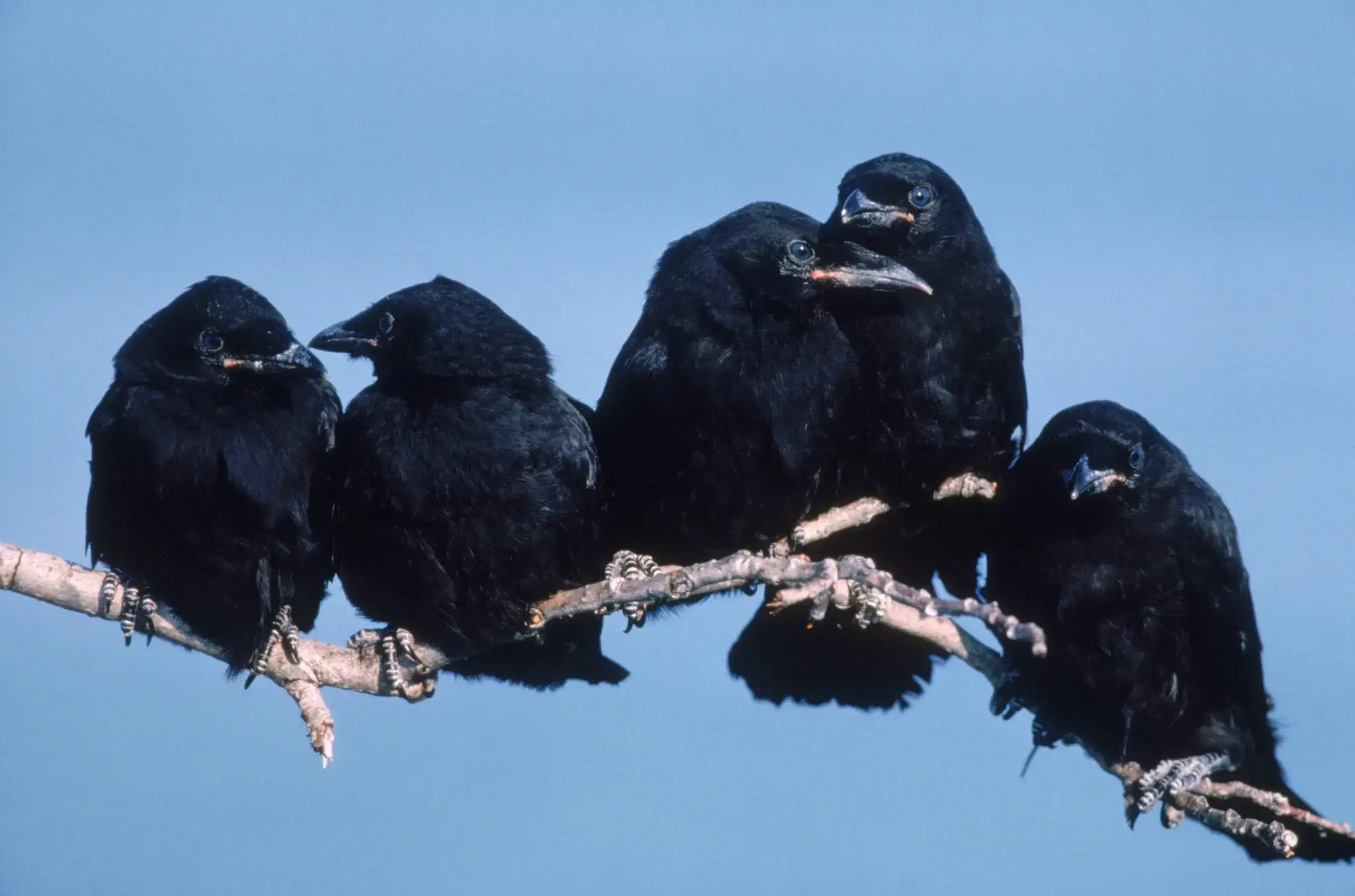 Two birds sitting next to each other on a branch
