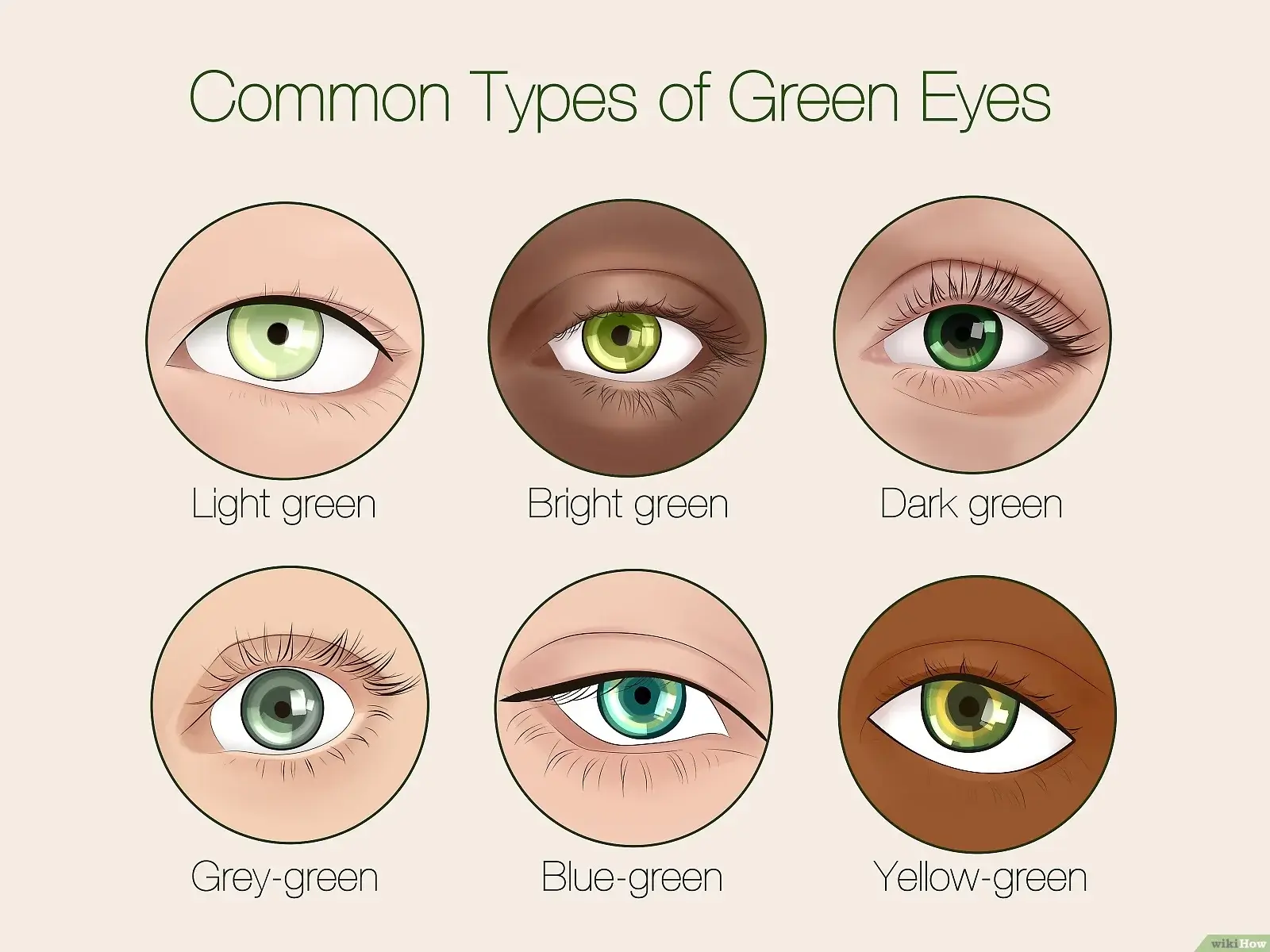 Common types and shades of green eyes