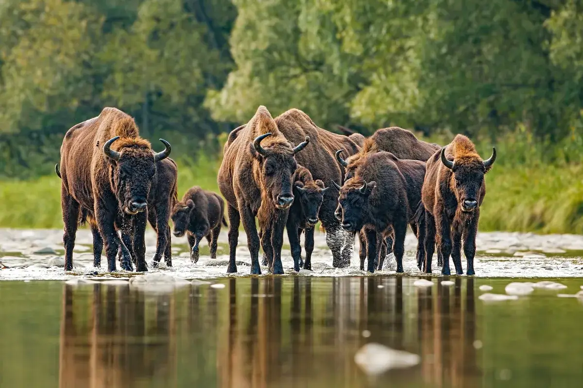 Bison crossing a river in Kent