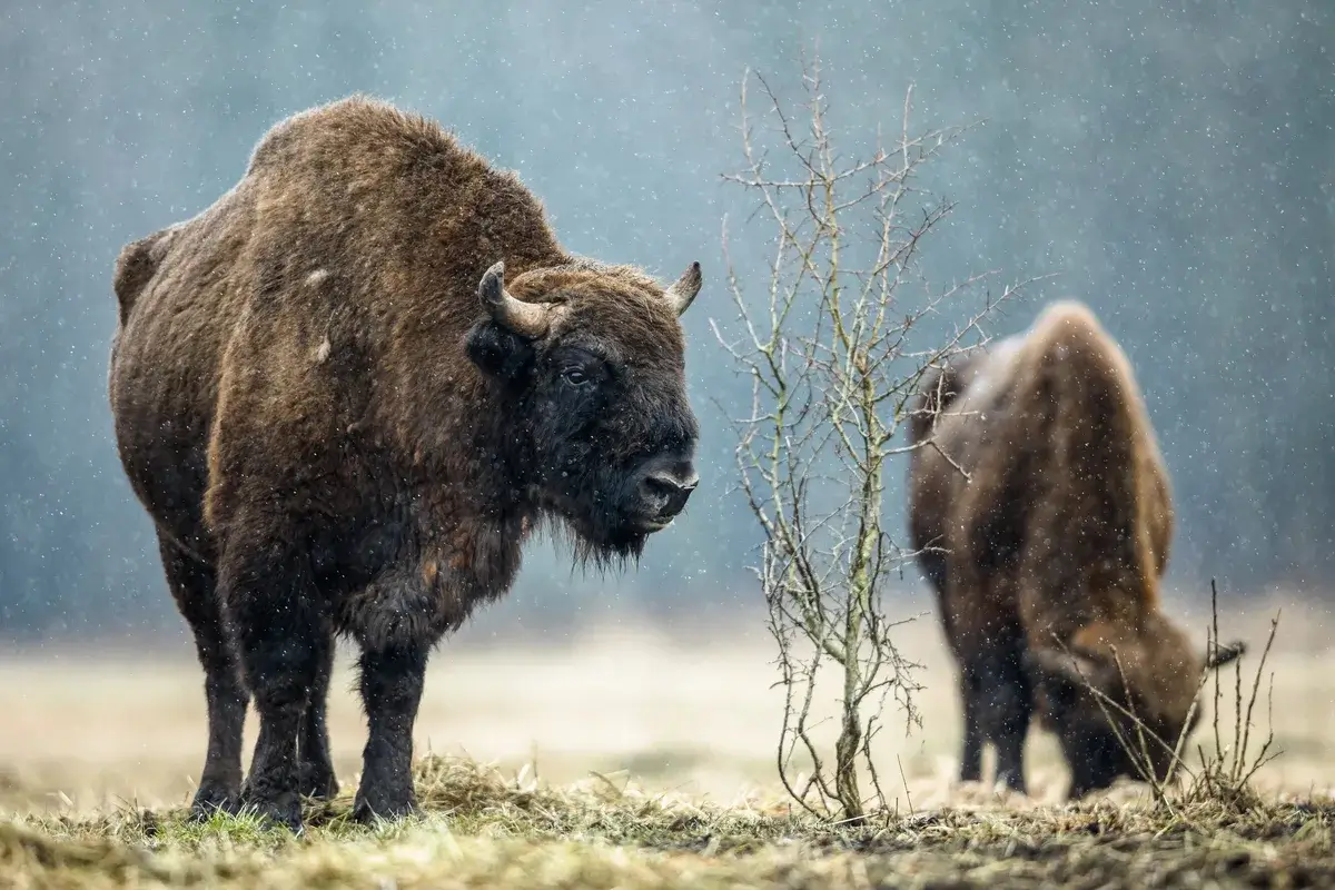 Two European bison in the wild