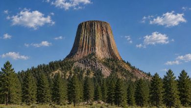 Devils Tower rising above a pine forest and grassy meadow under a blue sky with scattered clouds.