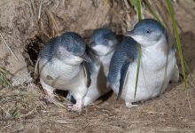 Little penguin (Eudyptula minor) family emerging from a burrow at night on Bruny Island.